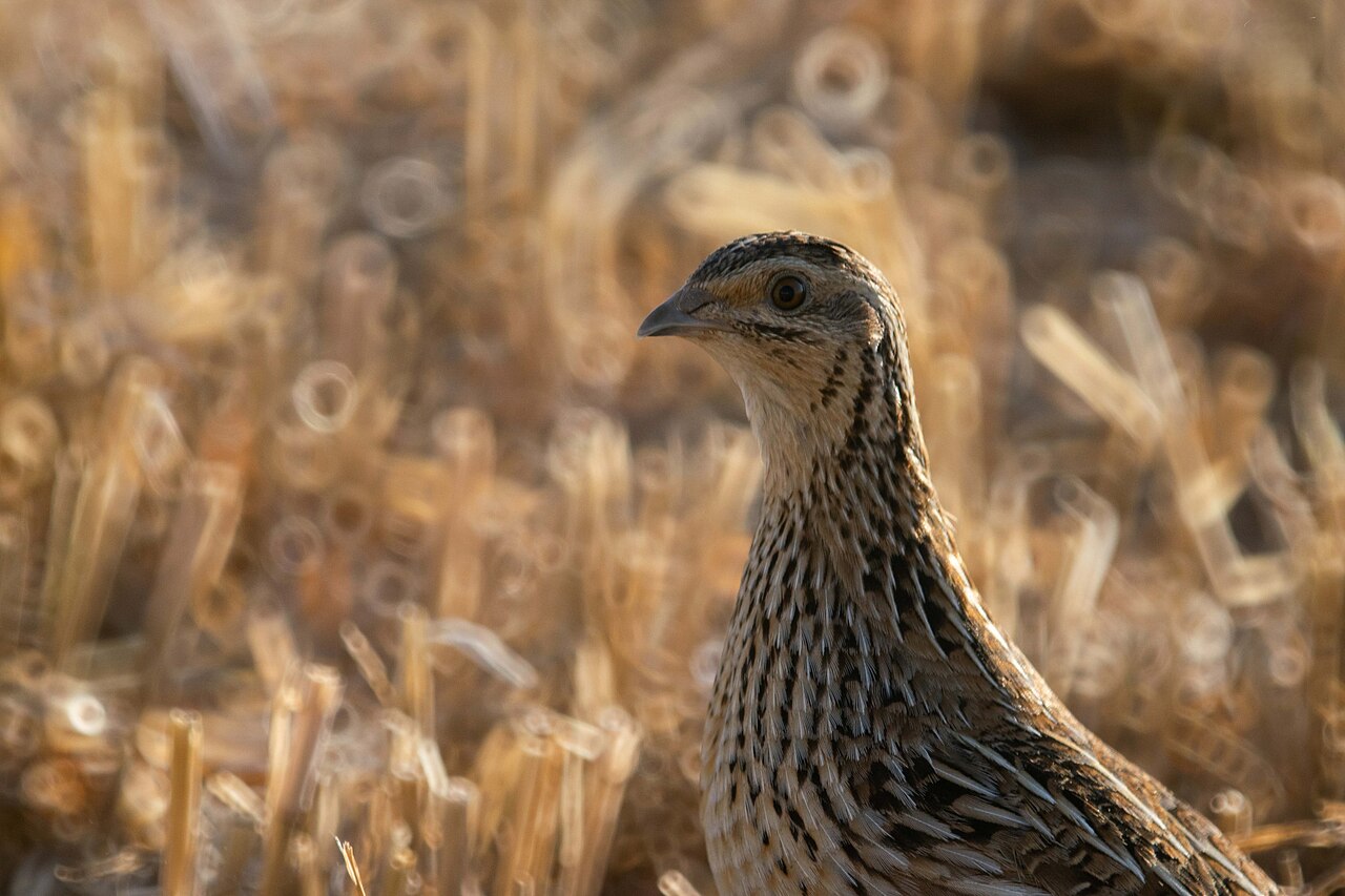 Chasse à la caille des blés près de Marrakech