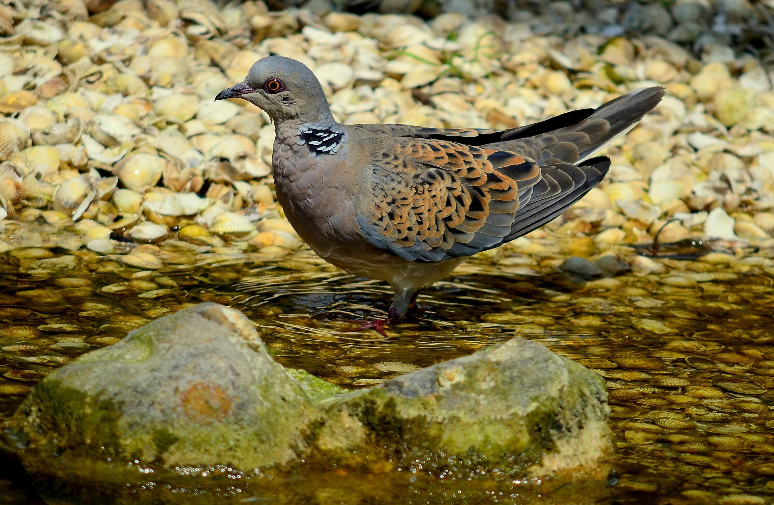 CHASSE À LA TOURTERELLE