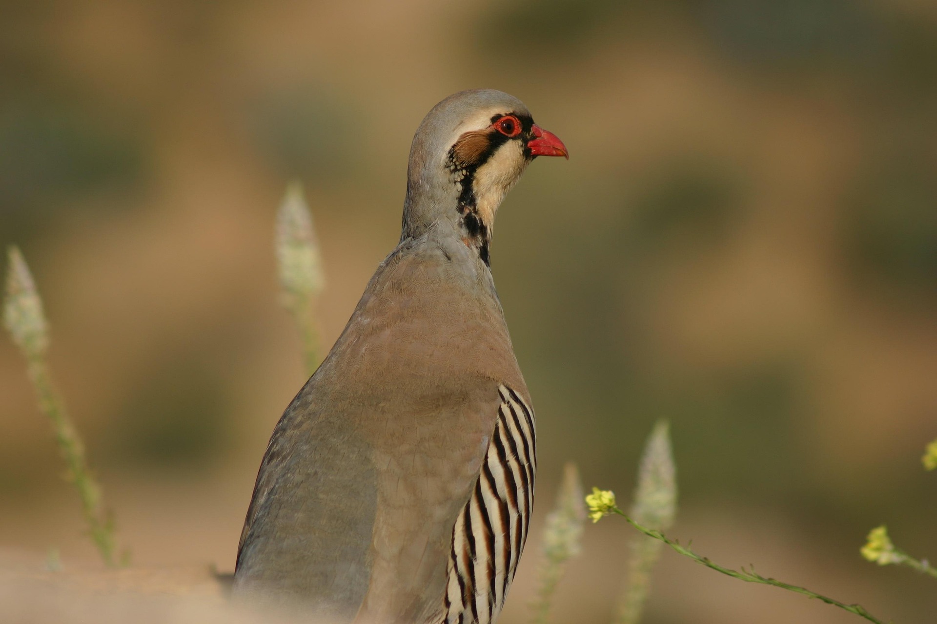 CHASSE A LA PERDRIDE DE GAMBRA